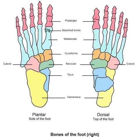 Phalanges Definition Anatomy