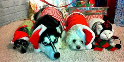 50 Pets In Christmas Costumes That Will Get You In The Holiday Spirit ...