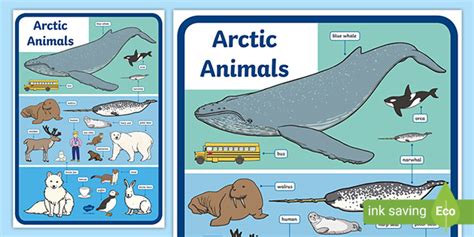 Arctic Animals Size Comparison Display Poster (Teacher-Made)