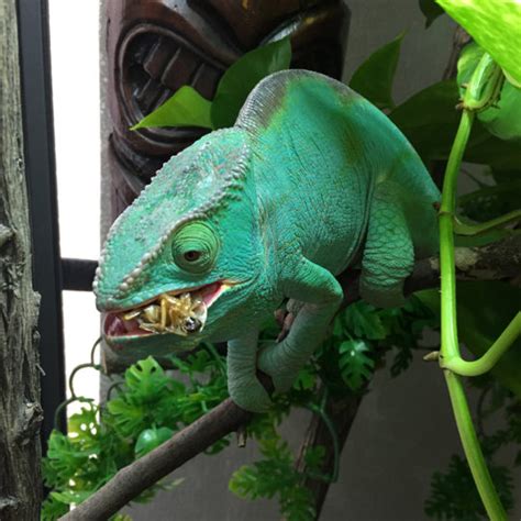 Can You Over Feed A Chameleon?