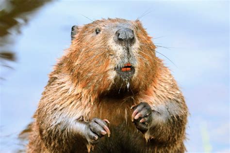 50 Fascinating Beavers Facts