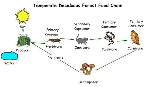 Explore the Intricate Web of Life in the Forest Ecosystem