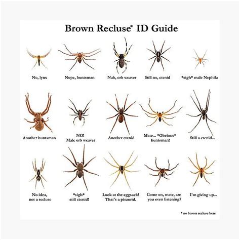 "Brown Recluse ID Guide" Photographic Print for Sale by ArthroLove ...