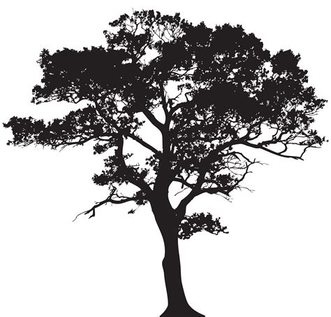 Tree Silhouette Clip Art Silhouette Tree Png Clip Art Image Png 2331 ...