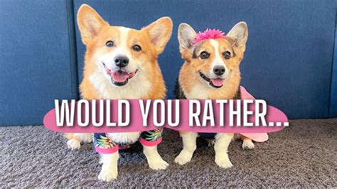 Dogs Play "Would You Rather" | Hammy and Olivia, the "talking" dogs ...