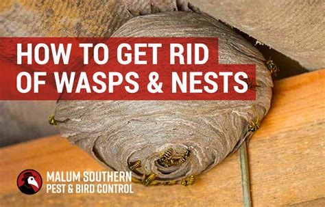 How to Get Rid of Wasps | Guide to Wasp Control & Nest Removal