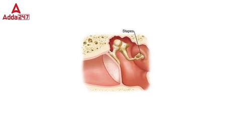 Smallest Bone in The Human Body