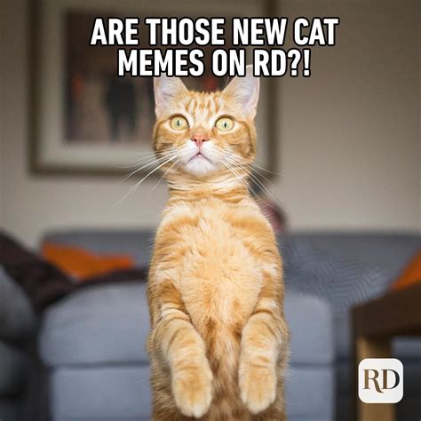 60 Cat Memes You'll Laugh at Every Time | Reader's Digest