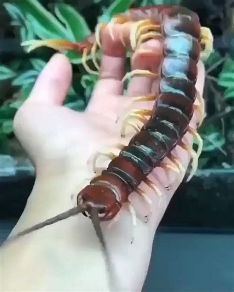 Amazonian Giant Centipede