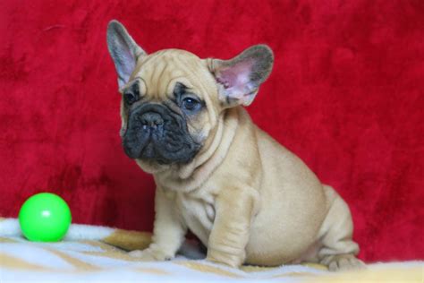 Beige Frenchie / French bulldog puppies - TomKings kennel