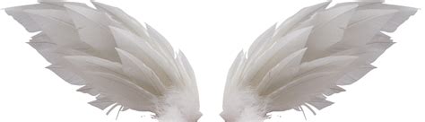 White Wings PNG Image - PurePNG | Free transparent CC0 PNG Image Library