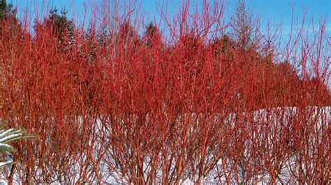 PLANT OF THE MONTH: Red Osier Dogwood - Gelderman Landscape Services