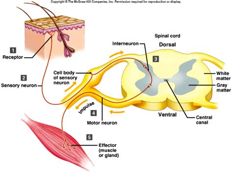 Reflex Arc Diagram