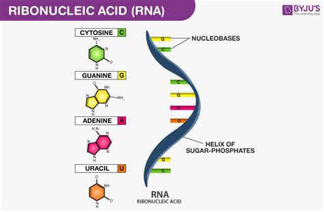 RNA - Structure, Functions and Types of RNA