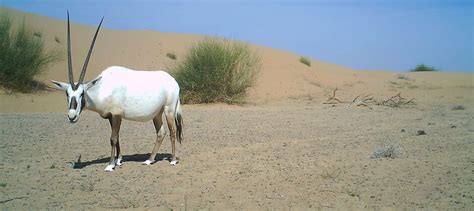 Wild Cam: Managing Arabian oryx - The Wildlife Society