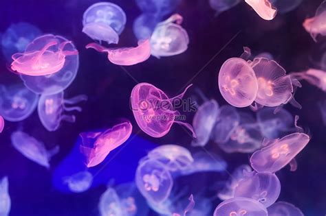 Purple moon jellyfish photo image_picture free download 500562450 ...