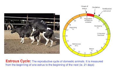 Estrus Cycle calendar in dairy Cows