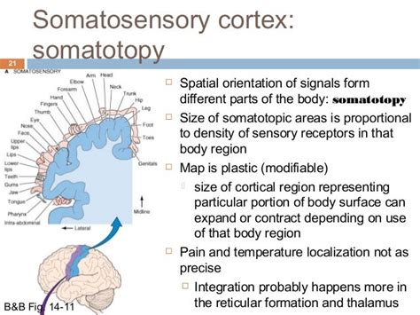 Somatosensory System