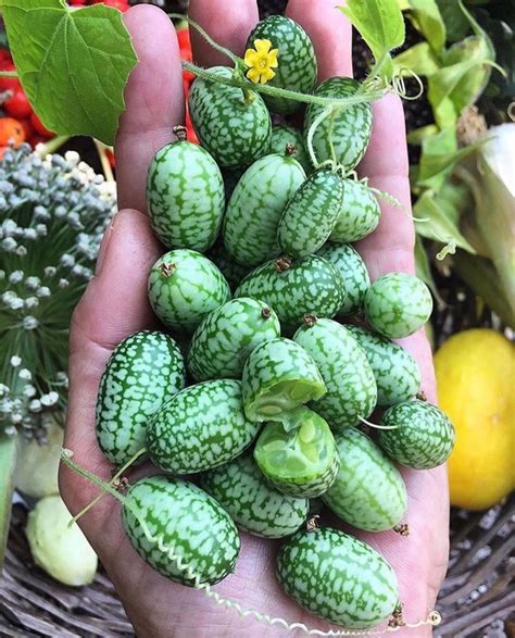 Love these beauties from @bettinakbh #cucamelon also known as the ...