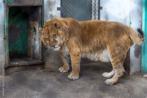 A Liger in Harbin, China. The Liger is the hybrid of a male lion and a ...