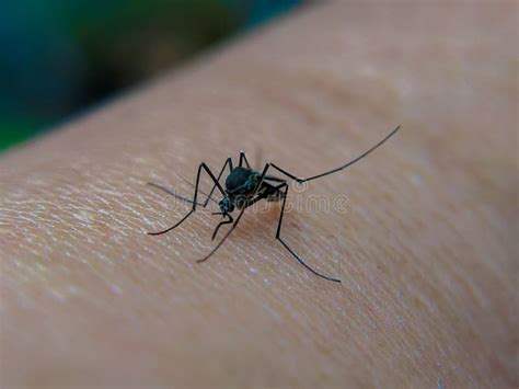 The Striped Mosquito Feeds on Blood on Human Skin. Mosquitoes are ...