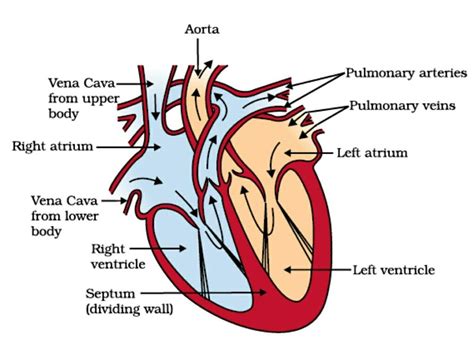 Printable Heart Diagram