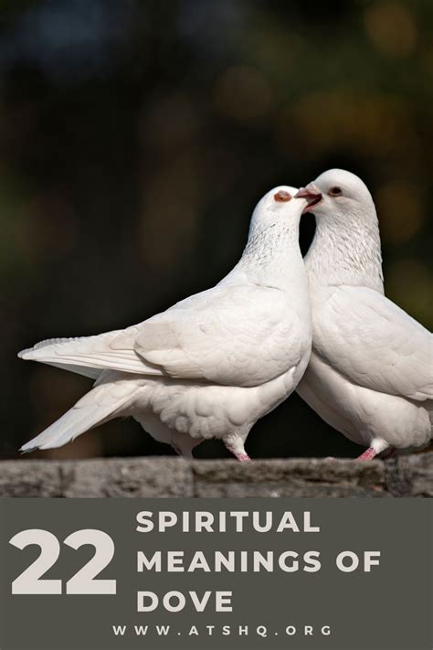 Dove Symbolism: 22 Spiritual Meanings Of Dove