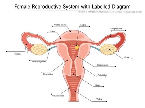 Female Reproductive System With Labelled Diagram | Presentation ...