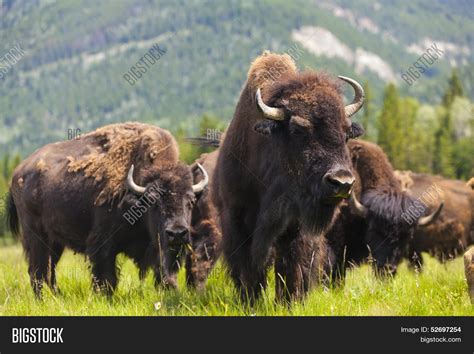 Herd American Bison ( Image & Photo (Free Trial) | Bigstock