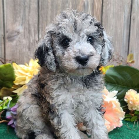 Samson, a Blue Merle Male Poodle Puppy 709225 | PuppySpot