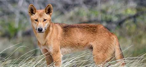 These photos of baby dingoes will make you forget that they re ...