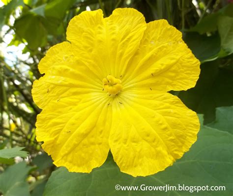 Garden Adventures: Luffa aegyptiaca