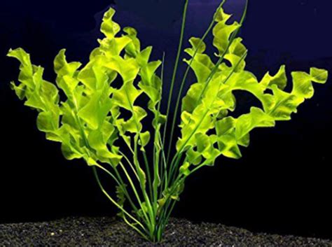 Aponogeton Ulvaceus Plant Care Guide: Carpet, Floating, Propagation ...