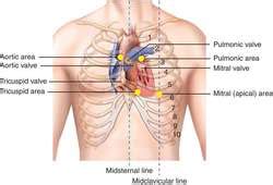 Precordium | definition of precordium by Medical dictionary