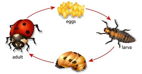 Lady Bug Life Cycle