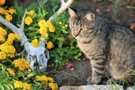 7 Ways to Make a Cat-Friendly Garden