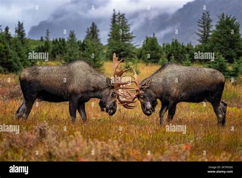 Bull Moose Fighting Stock Photo - Alamy