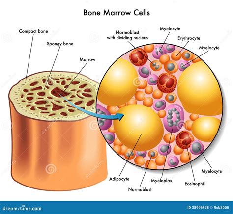 Bone Marrow Cell Diagram