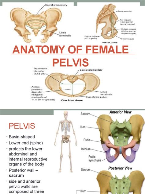 Anatomy of Female Pelvis | Pelvis | Musculoskeletal System