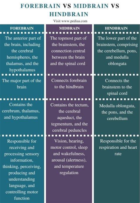 What is the Difference Between Forebrain Midbrain and Hindbrain