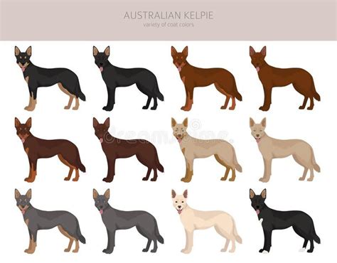 Australian Kelpie All Colours Clipart