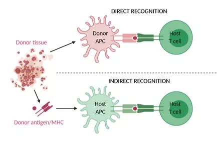 Immunosuppressive drugs in organ transplantation to prevent allograft ...