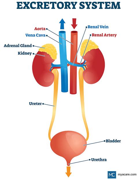 Organs Of The Excretory System