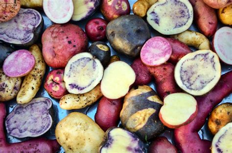 4000 Different Types of Potatoes in Peru | Peruvian Potatoes - Amazing ...