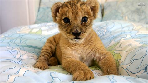 cute lion cubs - Lion cubs Photo (36274617) - Fanpop