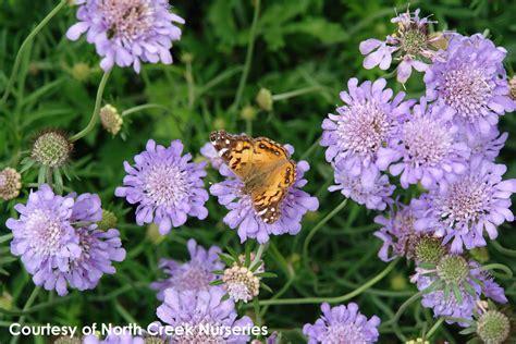 Scabiosa Butterfly Blue Pincushion Flower for Sale | Rare Roots