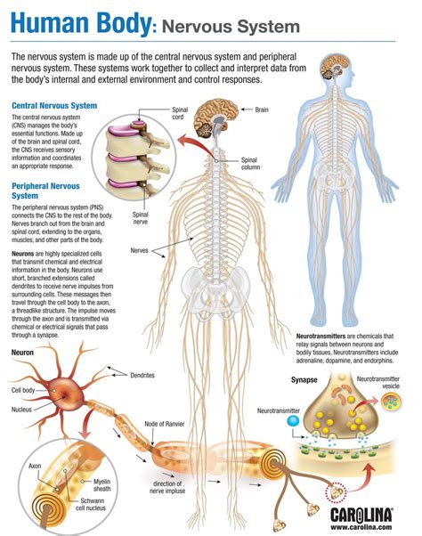 Human Body: Nervous System | Carolina.com 517421444691102261 | Human ...