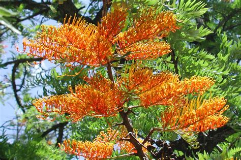 Grevillea robusta - Australian Native Plants Society (Australia)