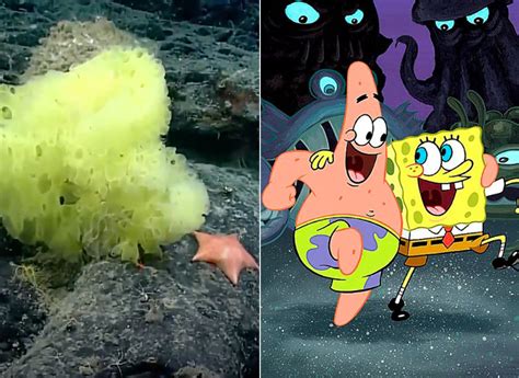 Scientists Discover Real-Life SpongeBob and Patrick Star During Ocean ...