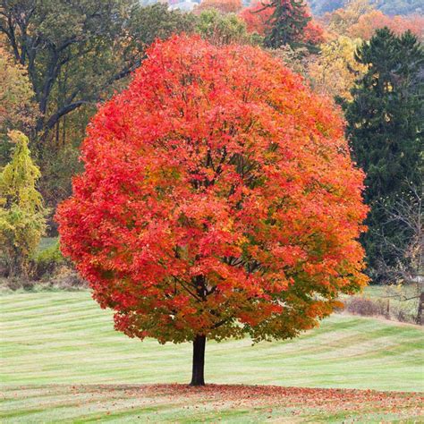 Sugar Maple Trees for Sale – FastGrowingTrees.com